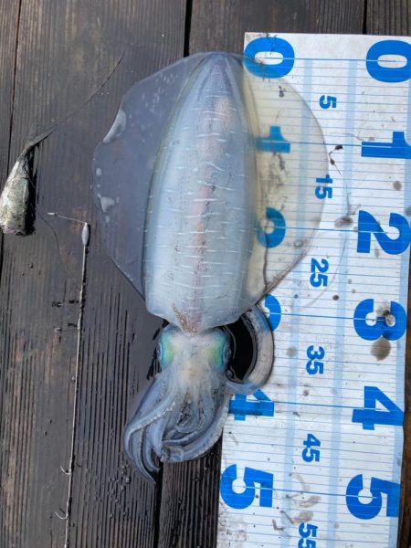 3度目の三重遠征ヤエン釣りにてキロover…