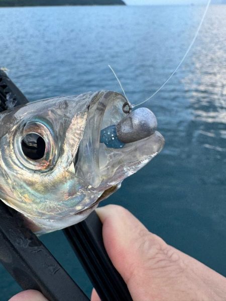 仕事終わりのボートアジング