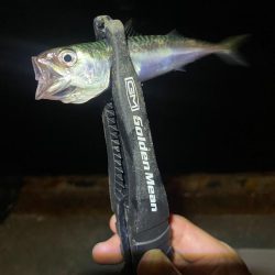 アジングつ抜け