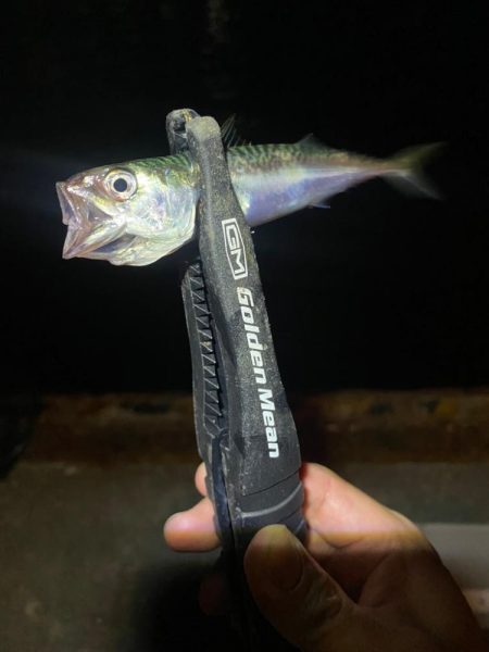 アジングつ抜け