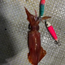 日本海イカメタル