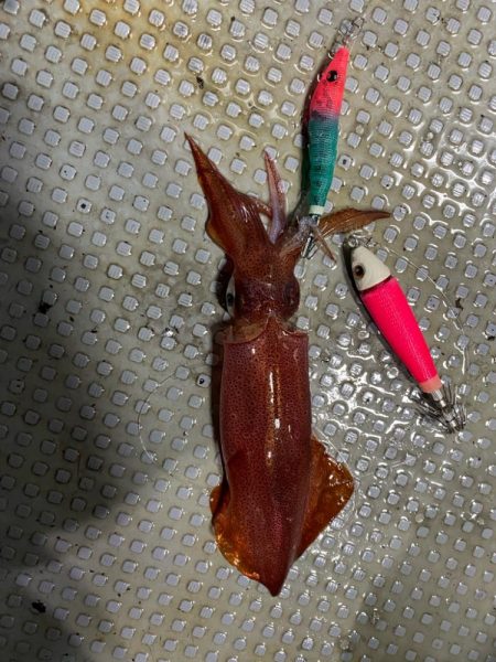 日本海イカメタル