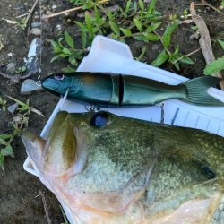 巻いて出ました!