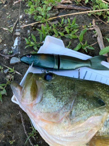 巻いて出ました!