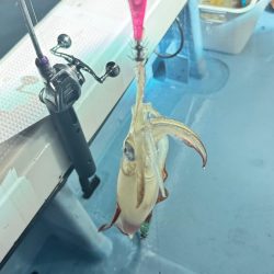 ケンサキイカ/イカメタル・オモリグ