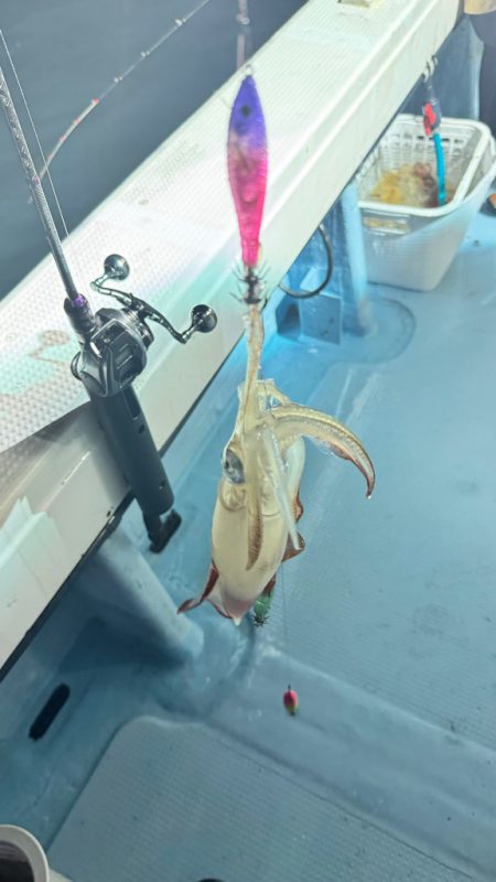 ケンサキイカ/イカメタル・オモリグ