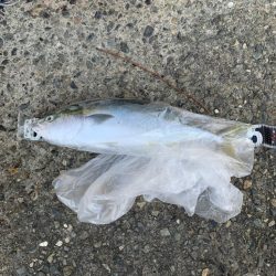 朝マズメ高活性