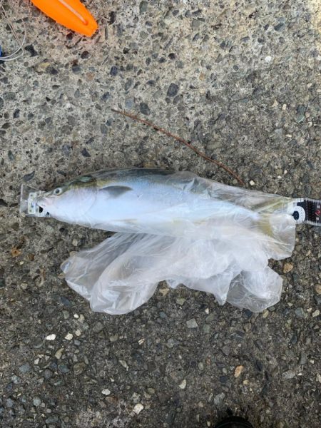 朝マズメ高活性