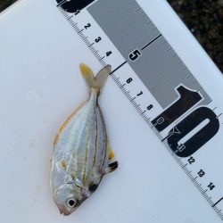 1年ぶりのサビキ釣り