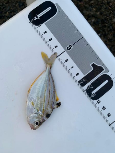 1年ぶりのサビキ釣り