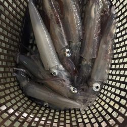 イカメタル2回目