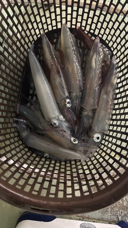 イカメタル2回目