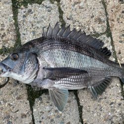 フカセで初チヌ