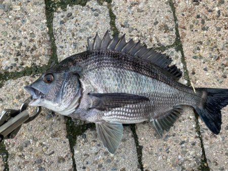 フカセで初チヌ