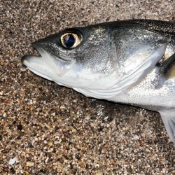 クリクリ目玉のシーバスが釣れた