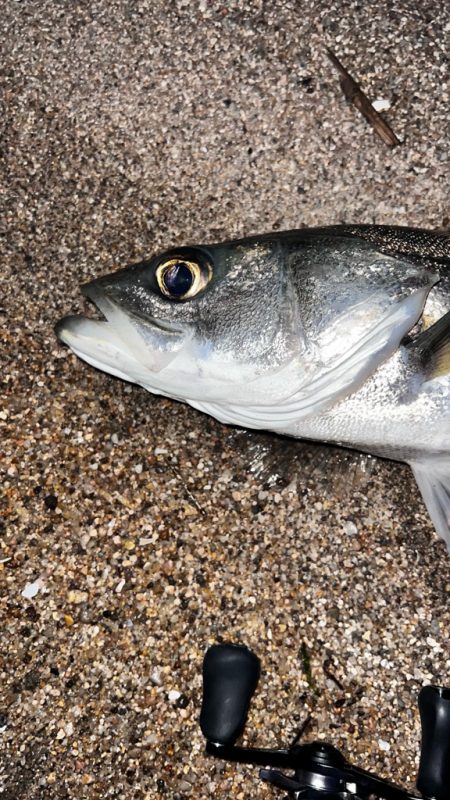 クリクリ目玉のシーバスが釣れた
