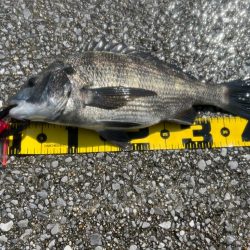 熱中症注意!チヌフカセ