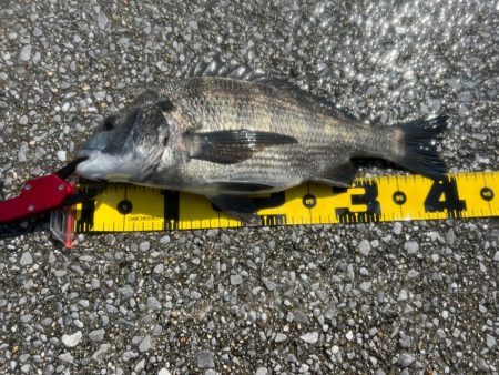 熱中症注意!チヌフカセ