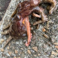 オクトパッシング10