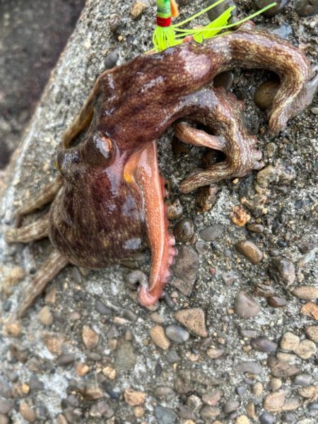 オクトパッシング10