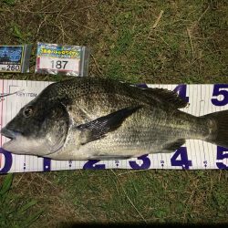 ナイトチニング