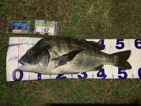 ナイトチニング