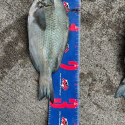 魚津港 フカセ釣り