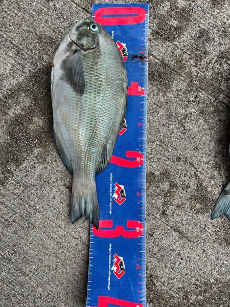 魚津港 フカセ釣り