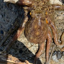 オクトパッシング17