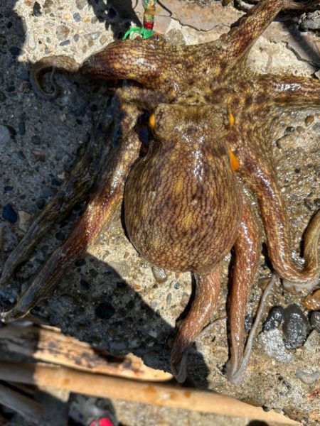 オクトパッシング17