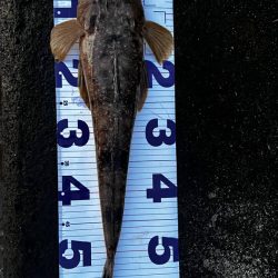 水温高い日はマゴチ率高い？