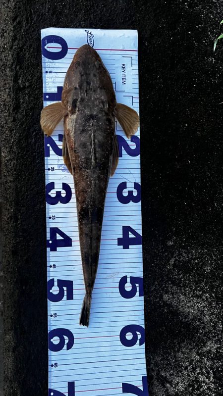 水温高い日はマゴチ率高い？