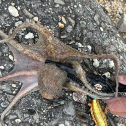 オクトパッシング12