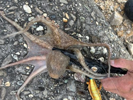 オクトパッシング12