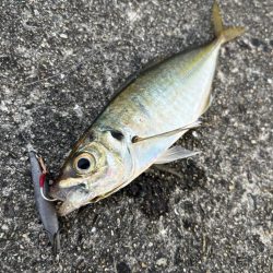 渋々ショアジギ