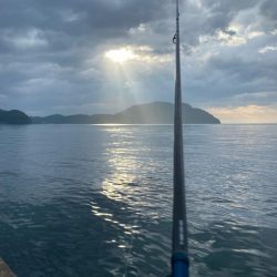 優しいケンサキイカが…