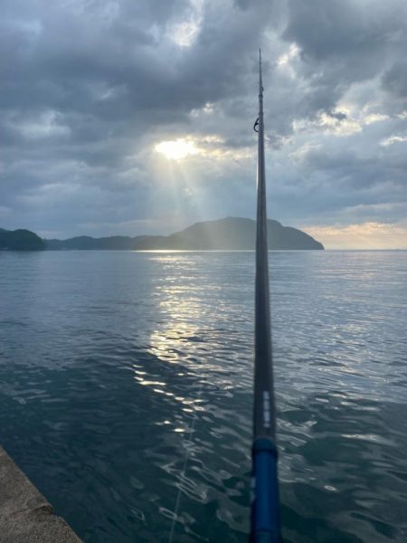 優しいケンサキイカが…