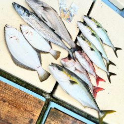 ブリ/落とし込み