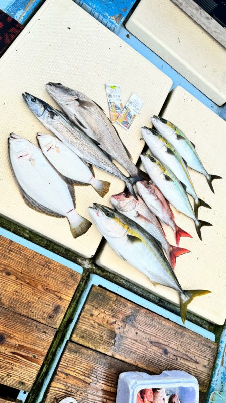 ブリ/落とし込み