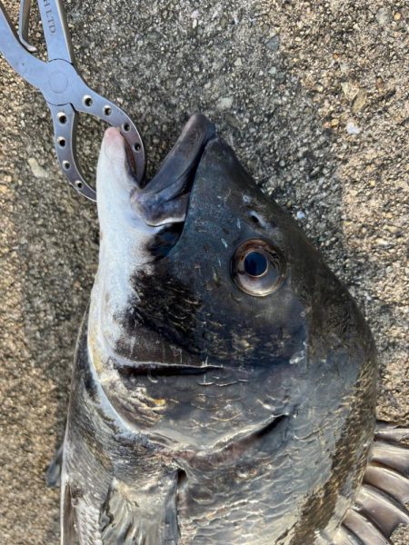 下潮釣行 時合いは一瞬でさした