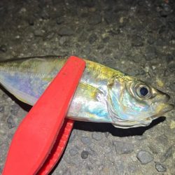 鯵を探して三千里 Vol.84