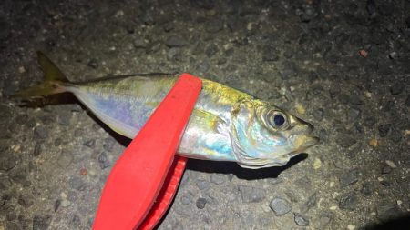 鯵を探して三千里 Vol.84