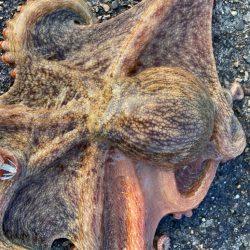 【タコフィネス】アコウ２＋ ガシラ複数 ＋ タコ７