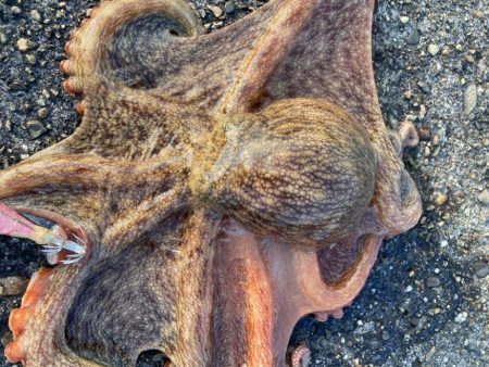 【タコフィネス】アコウ２＋ ガシラ複数 ＋ タコ７