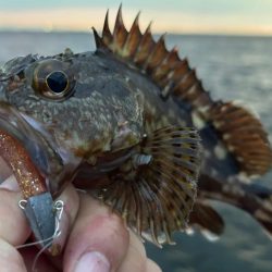 夏でも立派な奴がいた