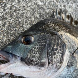 エビ撒き好調です