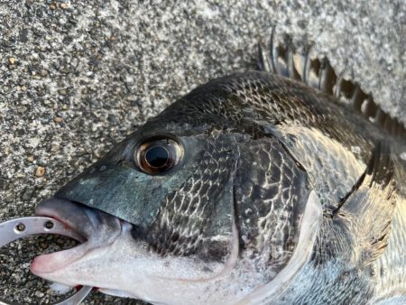 エビ撒き好調です