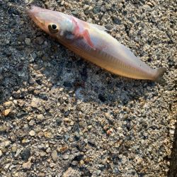 キス釣り　今年はアタリ年‼️