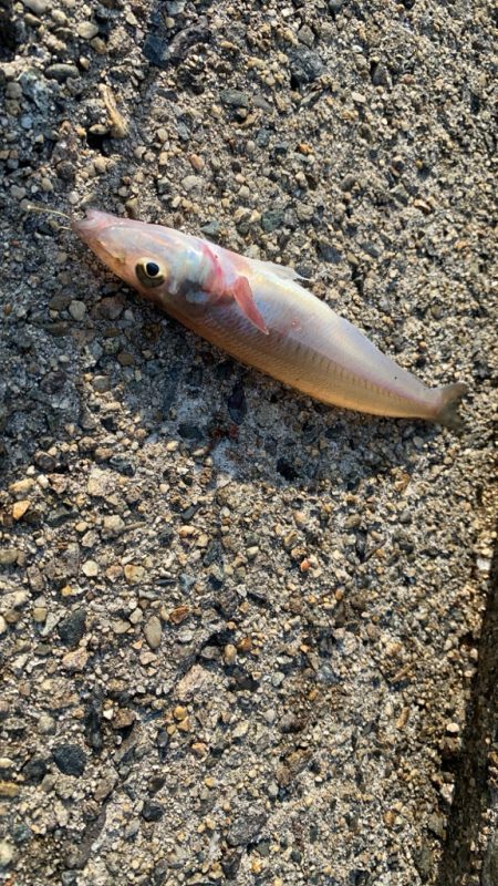 キス釣り　今年はアタリ年‼&…