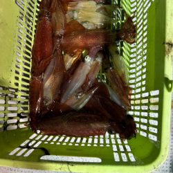 暴風雨イカメタル